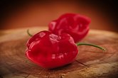Roger's Giant Red Habanero - ISO • | Chilli semena