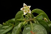 Capsicum schottianum Red Flower | Chilli semena