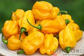 Habanero Big Sun - ISO | Chilli semena
