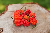 Carolina Reaper HP22B - ISO • | Chilli semena