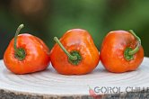 Rocoto Marlene | Chilli semena