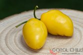 Rocoto Manzano Amarillo Ollantaytambo | Chilli semena