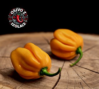 Saco de Velho - ISO •