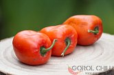 Rocoto Puno Pica Orange | Chilli semena