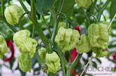 Golden Reaper - ISO | Chilli semena