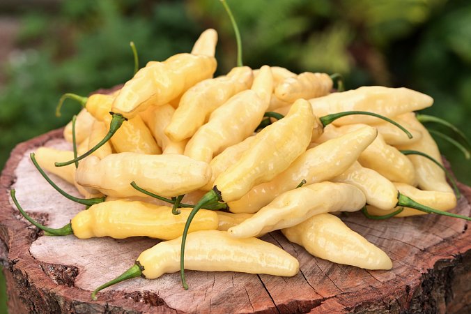 Murupi Boa Vista | Chilli semena