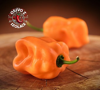 Roger's Giant Peach Habanero - ISO