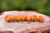 Coracao de Boi Orange F3 | Chilli semena