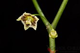 Capsicum flexuosum Monteiro Lobato | Chilli semena