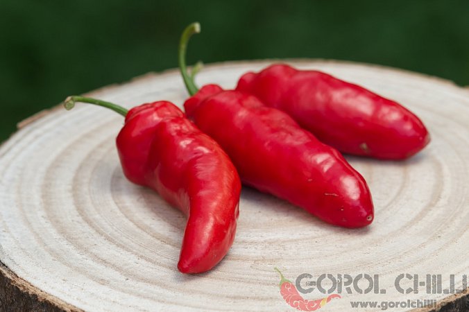 Cuencano | Chilli semena