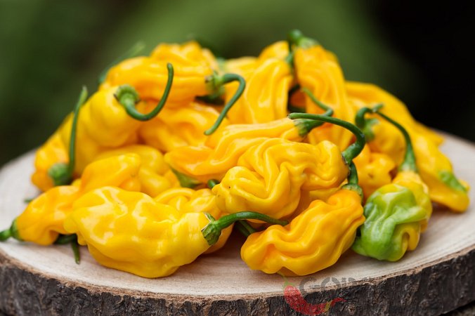 Goronong | Chilli semena