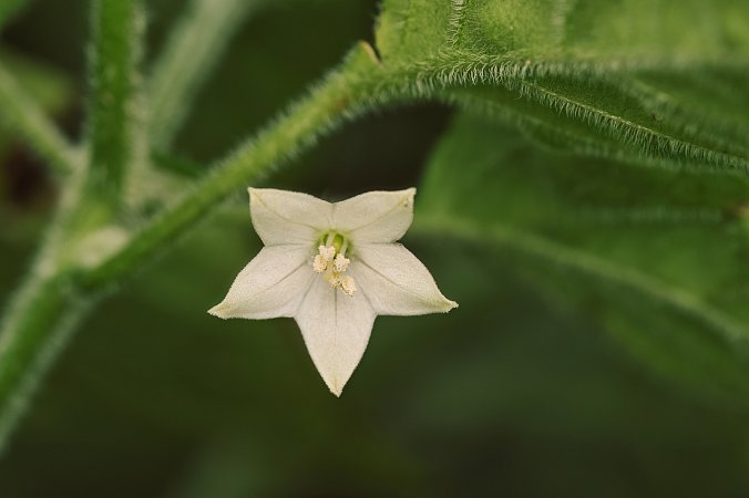 C. galapagoense | Chilli semena