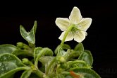 Capsicum recurvatum | Chilli semena
