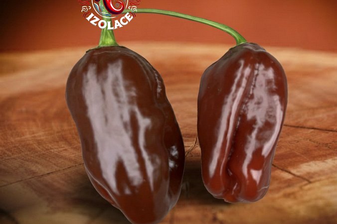 Habanero Ebony Giant - ISO | Chilli semena
