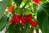 Habanero Red Savina | Chilli semena