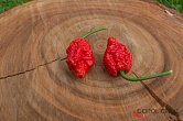 Invidia Red F3 | Chilli semena