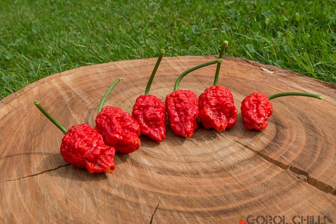Invidia Red F3 | Chilli semena