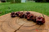 Boia Chocolate | Chilli semena