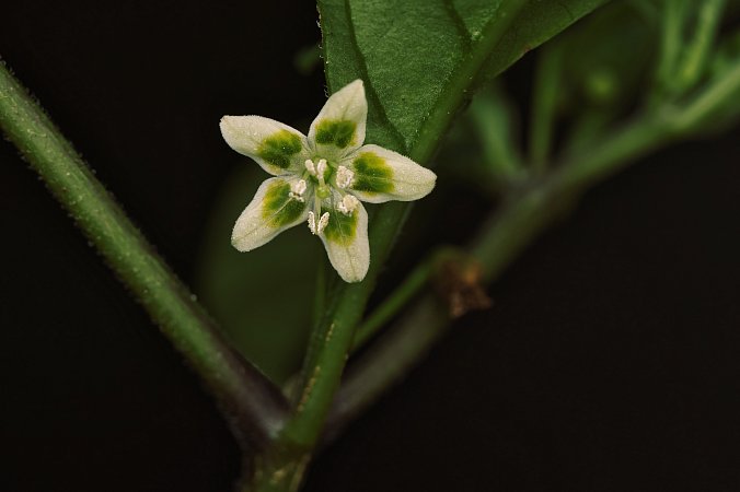 Capsicum cf. schottianum 02 green flower | Chilli semena