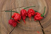 7 Pot Primo Red - ISO | Chilli semena