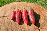 Jalapeno Corking - ISO | Chilli semena